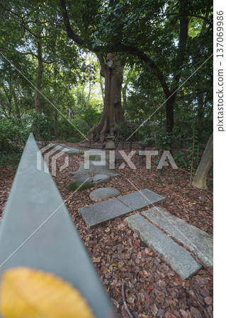 Road of fallen leaves Road of fallen leaves 137069986