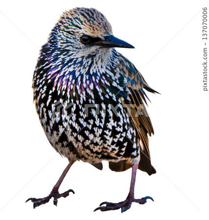 European Starling Bird portrait isolated 137070006