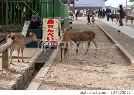 Deer in Nara Park Deer in Nara Park 137070051