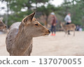 Deer in Nara Park 137070055