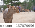 Deer in Nara Park 137070056