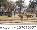 Deer in Nara Park 137070057