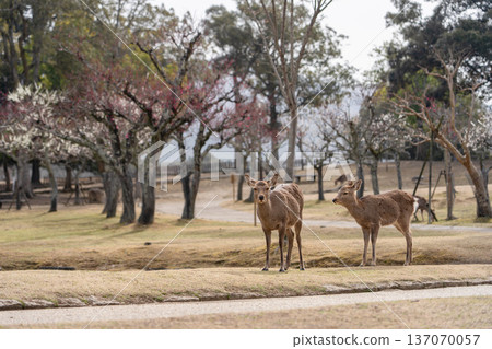 奈良公園的鹿 137070057