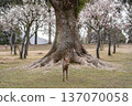 Deer in Nara Park 137070058