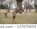 Deer in Nara Park 137070059