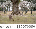 Deer in Nara Park 137070060