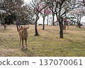 Deer in Nara Park 137070061
