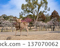 Deer in Nara Park 137070062