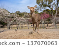 Deer in Nara Park 137070063