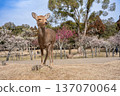 Deer in Nara Park 137070064