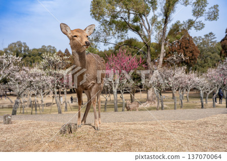 奈良公園的鹿 奈良公園的鹿 137070064