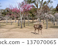 Deer in Nara Park 137070065