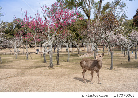 Deer in Nara Park Deer in Nara Park 137070065