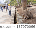 Deer in Nara Park 137070066