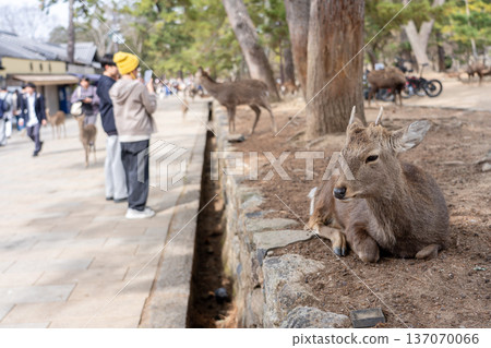 奈良公園的鹿 137070066