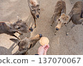 Deer in Nara Park 137070067
