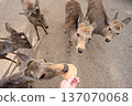 Deer in Nara Park 137070068