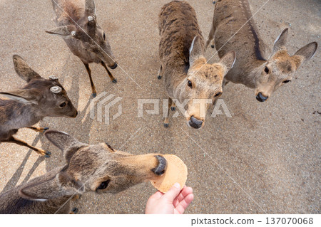 奈良公園的鹿 奈良公園的鹿 137070068