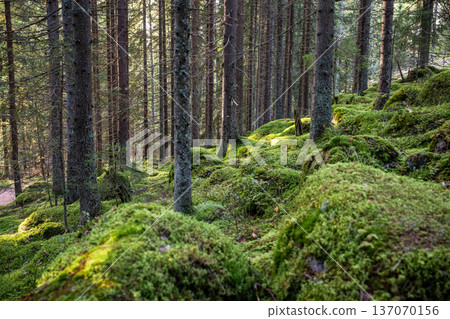 Mossy evergreen forest landscape with tall pine trees and sunlight in nature Mossy evergreen forest landscape with tall pine trees and sunlight in nature 137070156