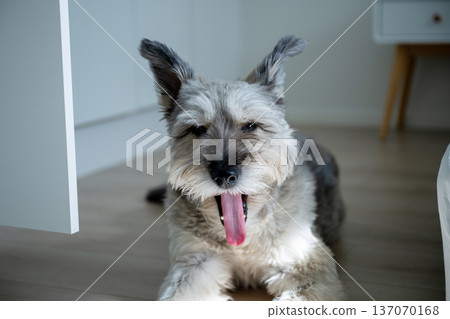 Cute fluffy terrier dog yawning on wooden floor in cozy sunlit bedroom interior Cute fluffy terrier dog yawning on wooden floor in cozy sunlit bedroom interior 137070168
