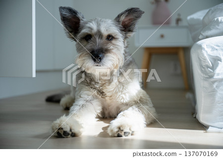 Cute fluffy terrier dog lying on wooden floor in cozy sunlit bedroom interior 137070169