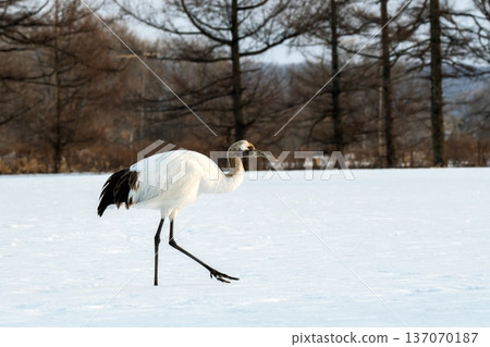 One step before taking off One step before taking off 137070187