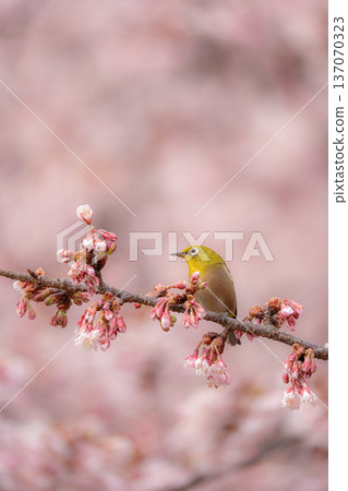 A Japanese white-eye perched on a plum tree A Japanese white-eye perched on a plum tree 137070323