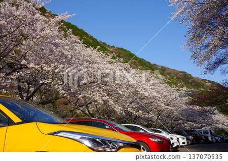 Cherry blossoms in full bloom in the parking lot of Yuzuruha Dam, Minamiawaji City, Hyogo Prefecture Cherry blossoms in full bloom in the parking lot of Yuzuruha Dam, Minamiawaji City, Hyogo Prefecture 137070535