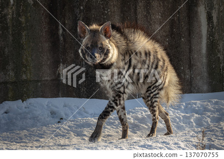 Striped hyena (Hyaena hyaena sultana) on snow Striped hyena (Hyaena hyaena sultana) on snow 137070755
