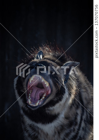 Striped hyena,  Hyena teeth 137070756