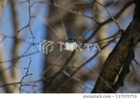 The Nuthatch (Sitta europaea) fly 137070759