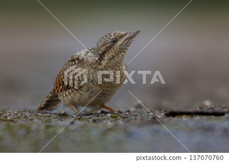 Eurasian wryneck, Jynx torquilla. A bird sits on a ground Eurasian wryneck, Jynx torquilla. A bird sits on a ground 137070760