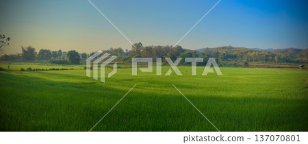 The green fresh field rice in the morning and there are some morning dew to be the best natural background. The green fresh field rice in the morning and there are some morning dew to be the best natural background. 137070801