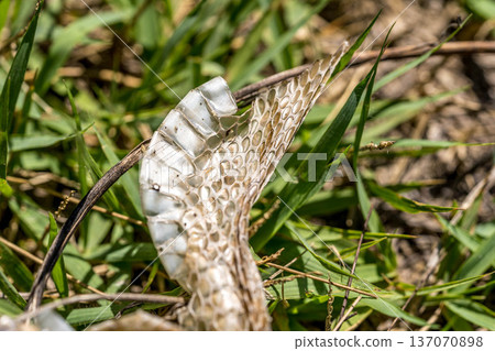 Shell Shell 137070898