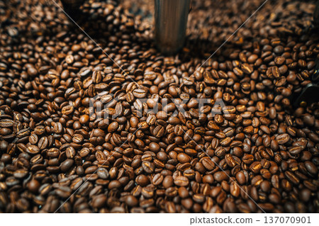 Raw coffee beans drying on raised beds in a traditional Raw coffee beans drying on raised beds in a traditional 137070901