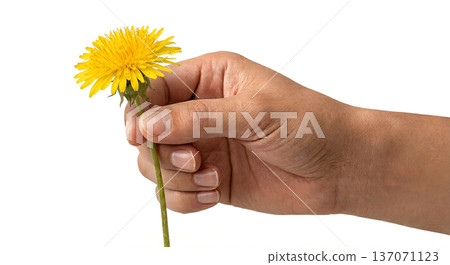 Hand holding a bright yellow dandelion flower with green stem, isolated. Perfect for nature, summer, and simple botanical concepts 137071123
