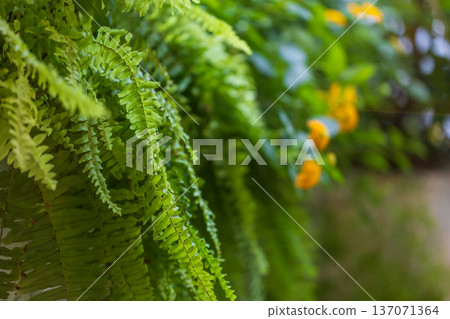 A tranquil courtyard landscape adorned with lush green ferns 137071364