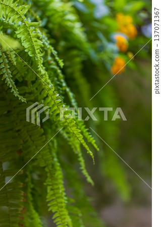 翠綠蕨類點綴的寧靜庭院景觀 翠綠蕨類點綴的寧靜庭院景觀 137071367