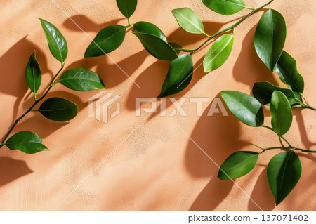 Dreamy Sunlit Background with Overlapping Soft Green Leaves Dreamy Sunlit Background with Overlapping Soft Green Leaves 137071402
