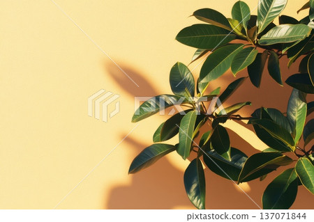 Subtle Plant Shadows on Minimalist Soft Background Subtle Plant Shadows on Minimalist Soft Background 137071844
