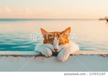 Relaxed Cat Posing with Paws on Barrier Against Tranquil Sea Backdrop at Sunset Relaxed Cat Posing with Paws on Barrier Against Tranquil Sea Backdrop at Sunset 137072197
