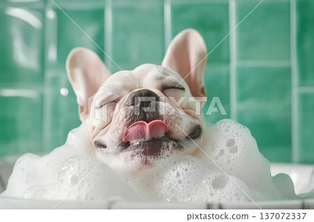 Relaxed French Bulldog Enjoying a Bubble Bath in a Marble Bathtub Setting Relaxed French Bulldog Enjoying a Bubble Bath in a Marble Bathtub Setting 137072337