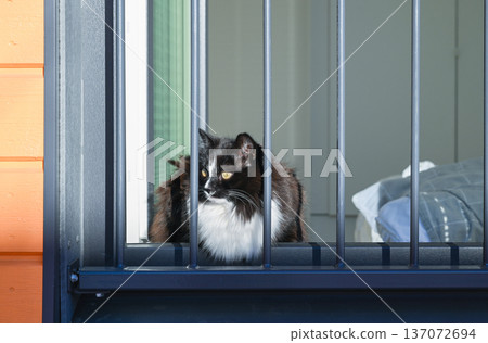 Fluffy black and white cat looking outside through window bars in sunlight 137072694
