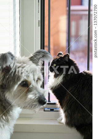 Cat and dog sitting together on windowsill at home in natural sunlight Cat and dog sitting together on windowsill at home in natural sunlight 137072700