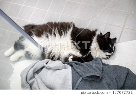 Fluffy black and white cat lying on bathroom floor with cozy towels Fluffy black and white cat lying on bathroom floor with cozy towels 137072721