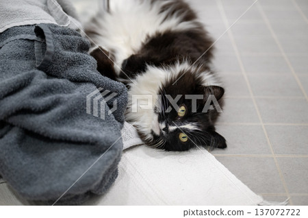 Fluffy black and white cat lying on bathroom floor with cozy towels 137072722