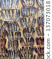 Dried ray fins attached to a wooden board 137073018
