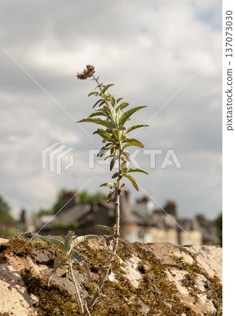 A lone sapling thrives atop a mossy stone wall, framed by a soft expanse of grey and white clouds. 137073030