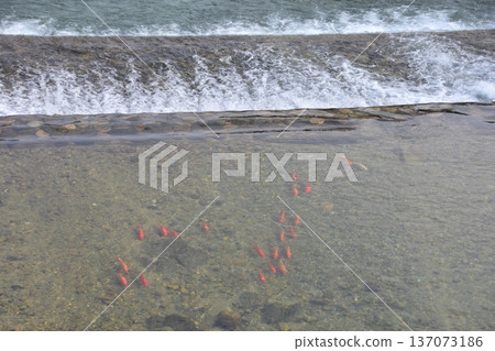 日本岐阜縣高山市-一群鯉魚在宮川河中游弋。河水清澈見底,景色優美。 日本岐阜縣高山市-一群鯉魚在宮川河中游弋。河水清澈見底,景色優美。 137073186