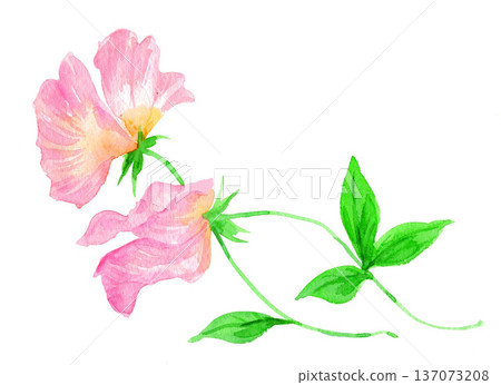 水彩畫的香豌豆 26227像素7 水彩畫的香豌豆 26227像素7 137073208